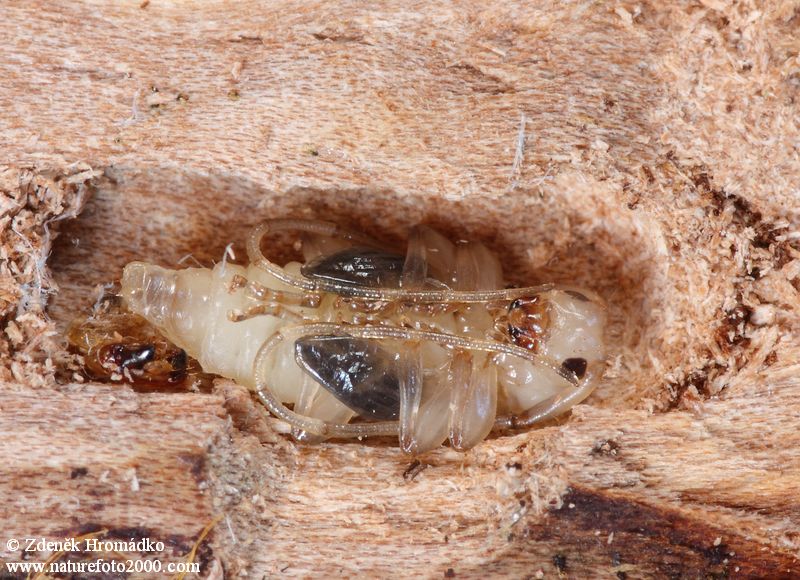kozlíček skvrnitý, Leiopus nebulosus, Cerambycidae, Acanthocinini (Brouci, Coleoptera)